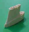 remora1.JPG (5852 bytes)